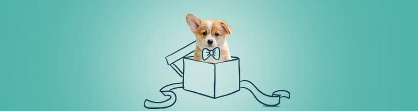 Czy pies w prezencie to dobry pomysł? Ryzyko i odpowiedzialność