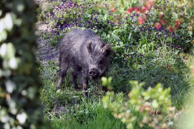 Ile kosztuje dzik w skupie? Sprawdź aktualne ceny i czynniki wpływające na wartość