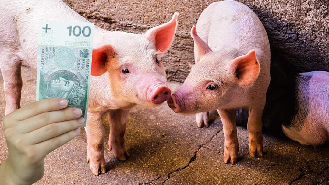Po ile świnie w skupie? Sprawdź aktualne ceny i prognozy rynku