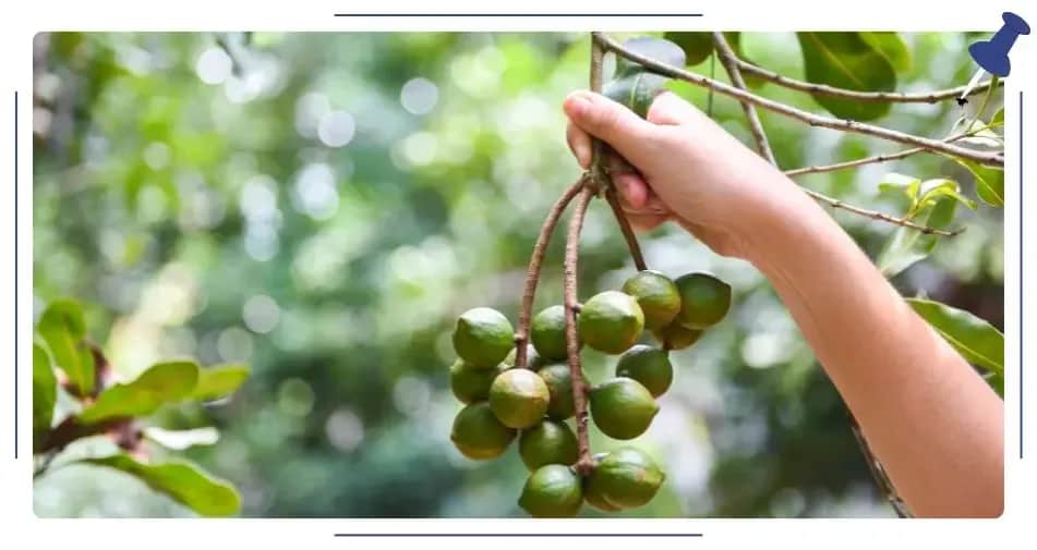 Co warto kupić w Australii? Odkryj unikalne pamiątki i produkty