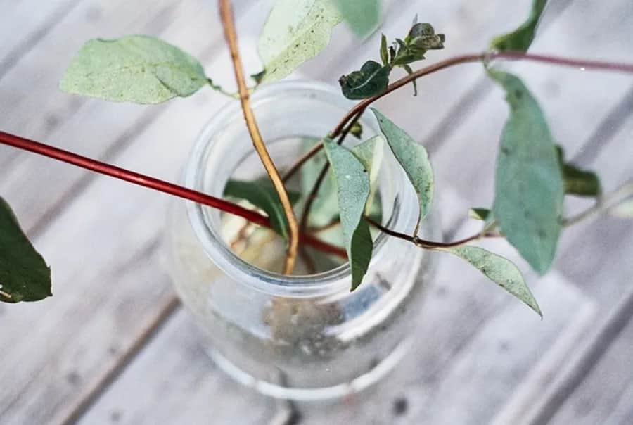 Las w szkle na prezent – wyjątkowy pomysł, który zachwyci każdego