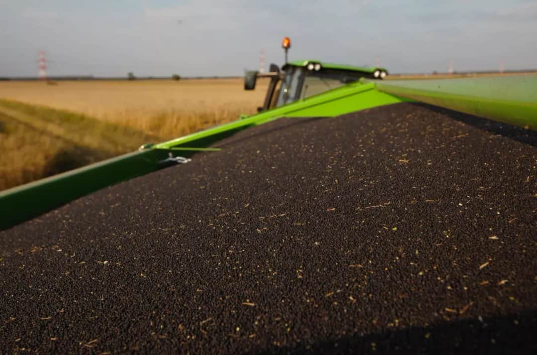 Po ile rzepak w skupie – aktualne ceny, które mogą zaskoczyć