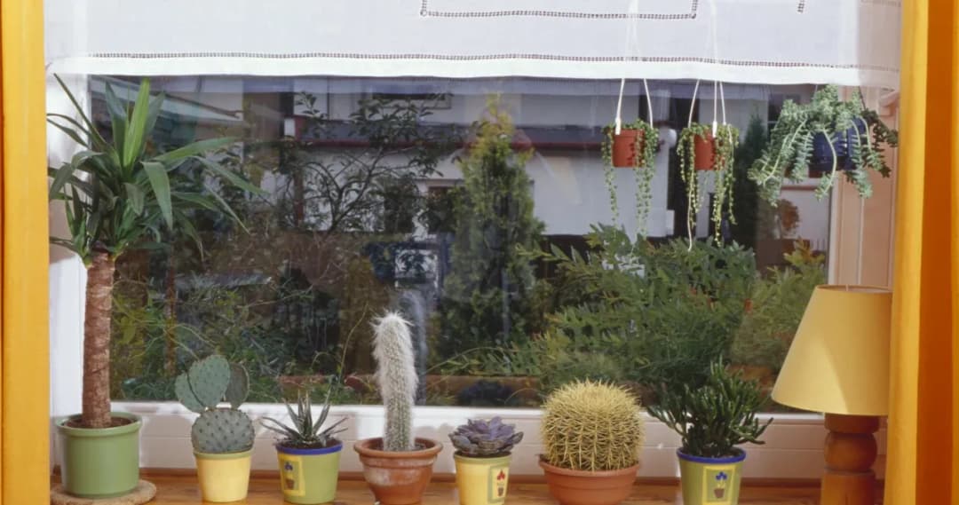 Co oznacza kaktus w prezencie? Przesądy i pozytywne symbole